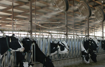 Special Scheme : Mini Dairy Farm Scheme for financing up to -10- Milch cattle Units 
